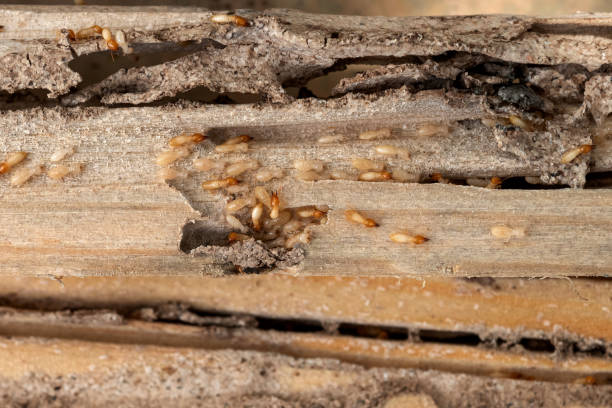 Best Wasp Removal Services  in Buxton, NC